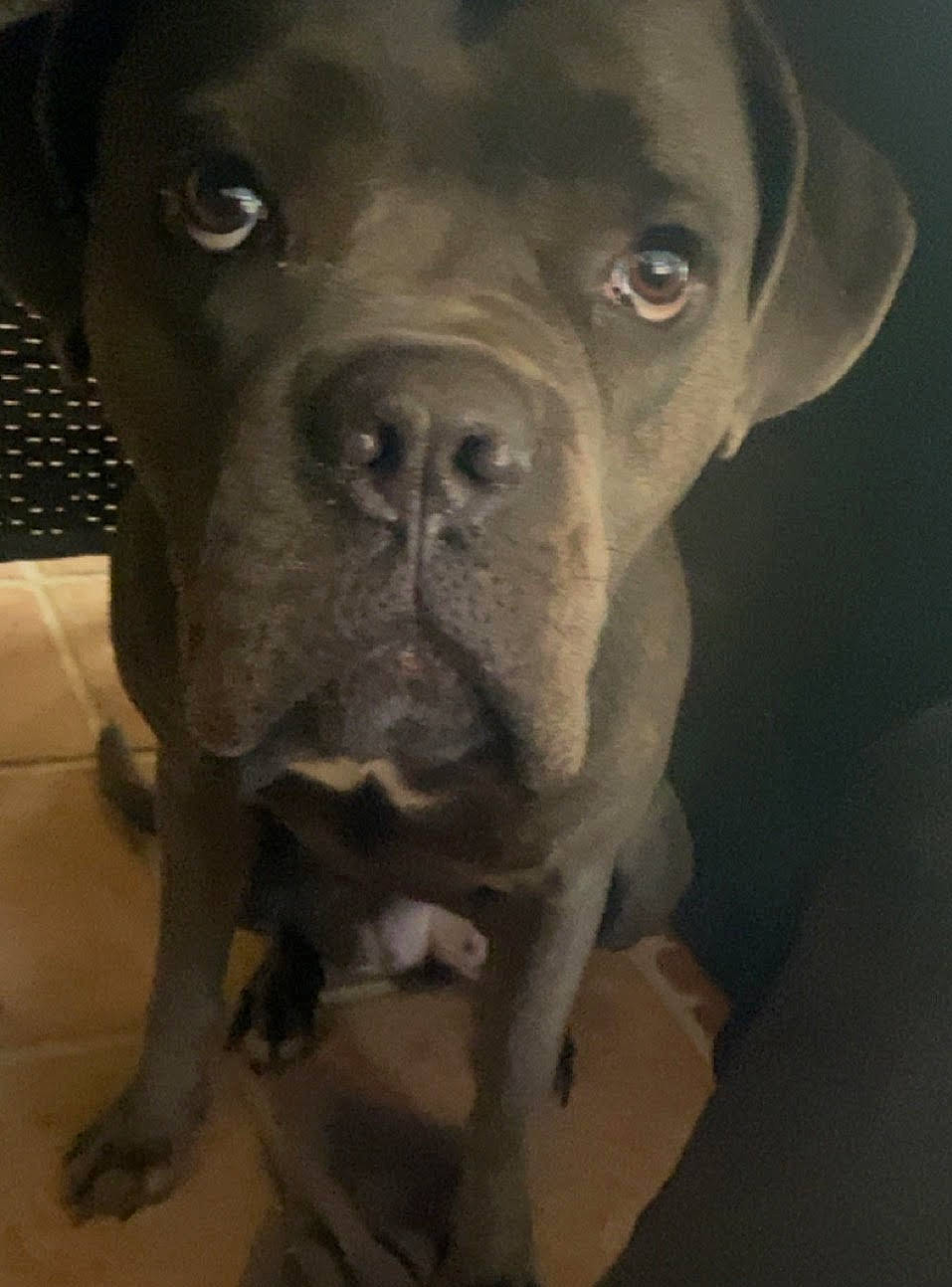 June participe au concours pour gagner de l'argent avec cette photo : canidae, carnivore, companion_dog, dog, dog_breed, dog_collar, fawn, fur, liver, molosser, non_sporting_group, pet_supply, snout, sporting_group, terrestrial_animal, whiskers, working_animal