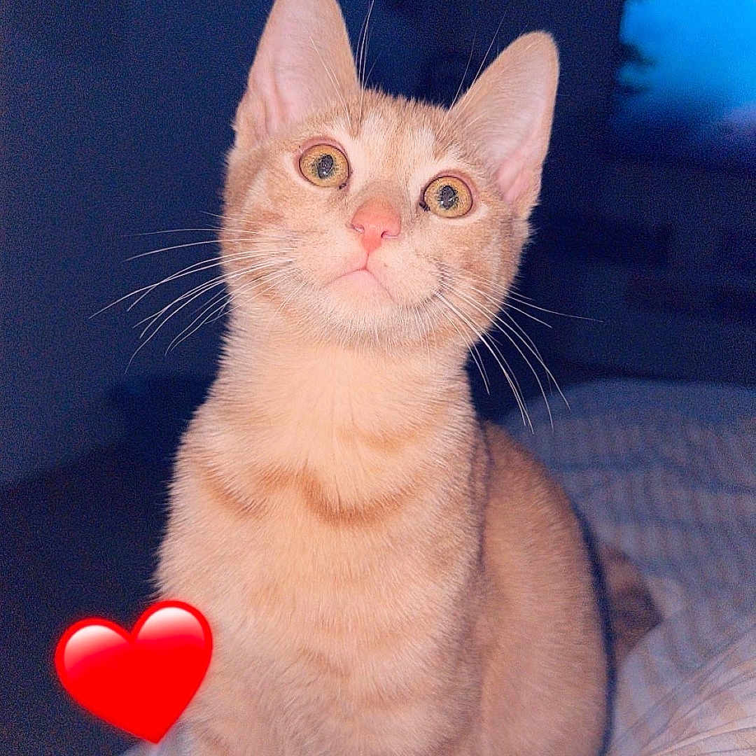 Simba a rejoint le concours — aidez-le/la à gagner de superbes lots ! alert, animal, bed, cat, cozy, cute, digital_overlay, domestic_animal, ears, feline, fur, heart_emoji, indoor, night_time, orange_tabby, pet, sitting, striped_bedspread, whiskers, wide_eyes