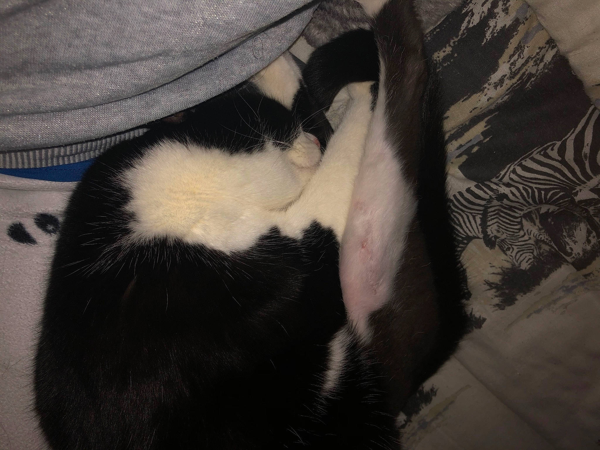 Jack a rejoint le concours — aidez-le/la à gagner de superbes lots ! carnivore, cat, claw, comfort, companion_dog, dog_breed, domestic_short_haired_cat, felidae, foot, formal_wear, fur, gesture, human_leg, linens, paw, room, small_to_medium_sized_cats, sporting_group, tail, whiskers