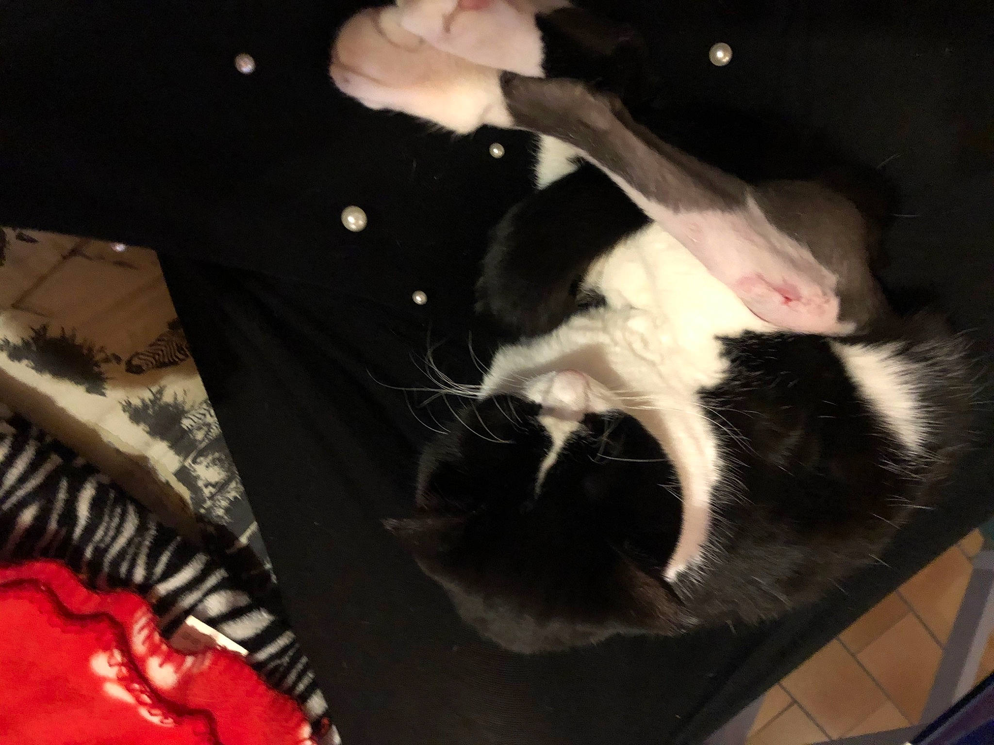 Jack a rejoint le concours — aidez-le/la à gagner de superbes lots ! canidae, carnivore, cat, chair, comfort, companion_dog, dog_breed, domestic_short_haired_cat, elbow, event, felidae, formal_wear, fur, gesture, human_leg, lap, small_to_medium_sized_cats, snout, tail, whiskers
