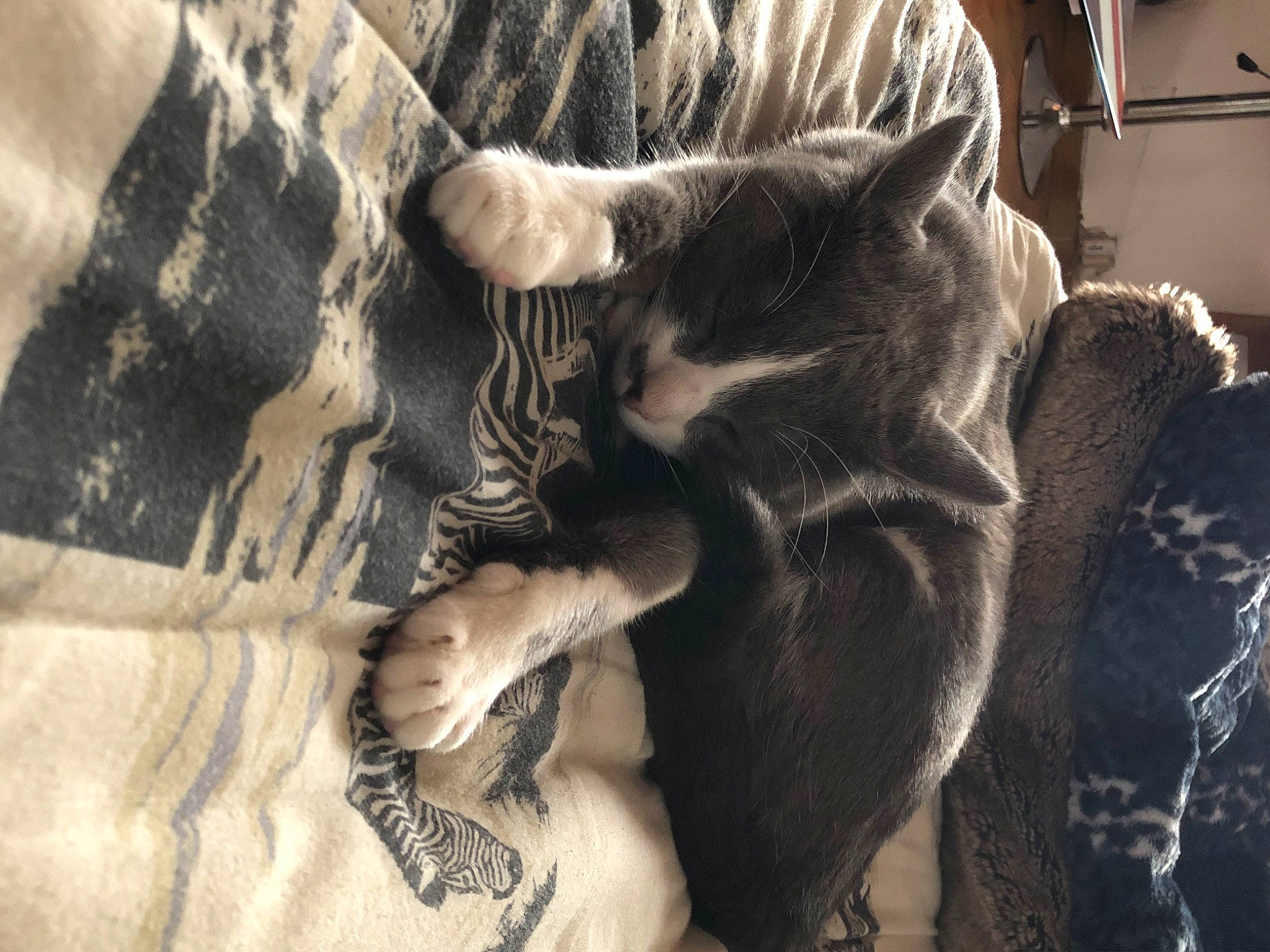 Chanel participe au concours pour gagner de l'argent avec cette photo : carnivore, cat, comfort, dog_breed, domestic_short_haired_cat, fawn, felidae, fur, grey, monochrome, monochrome_photography, paw, small_to_medium_sized_cats, snout, sporting_group, tail, terrestrial_animal, whiskers, wildlife, wood