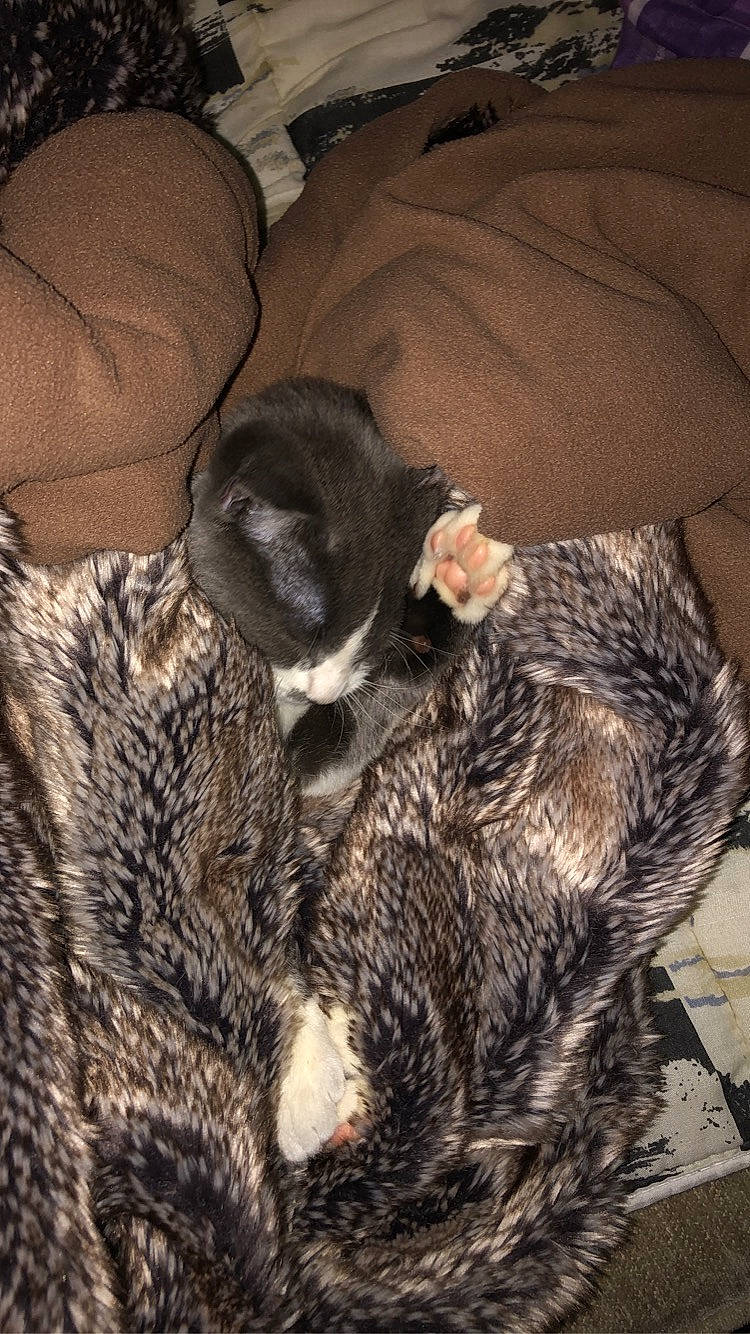 Chanel a rejoint le concours — aidez-le/la à gagner de superbes lots ! canidae, carnivore, cat, egyptian_mau, felidae, fur, kitten, nap, puppy, sleep, small_to_medium_sized_cats, tabby_cat, tail