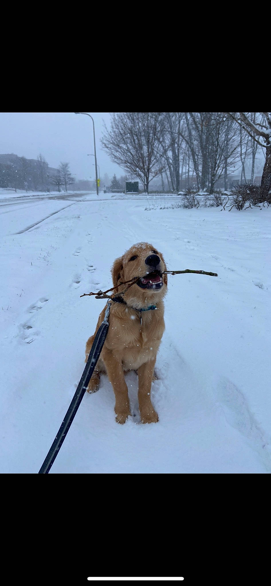 Barley joined the competition — help win amazing prizes! carnivore, collar, companion_dog, dog, dog_breed, dog_collar, dog_supply, fawn, freezing, leash, pet_supply, recreation, sky, snout, snow, sporting_group, tail, tree, winter, working_animal