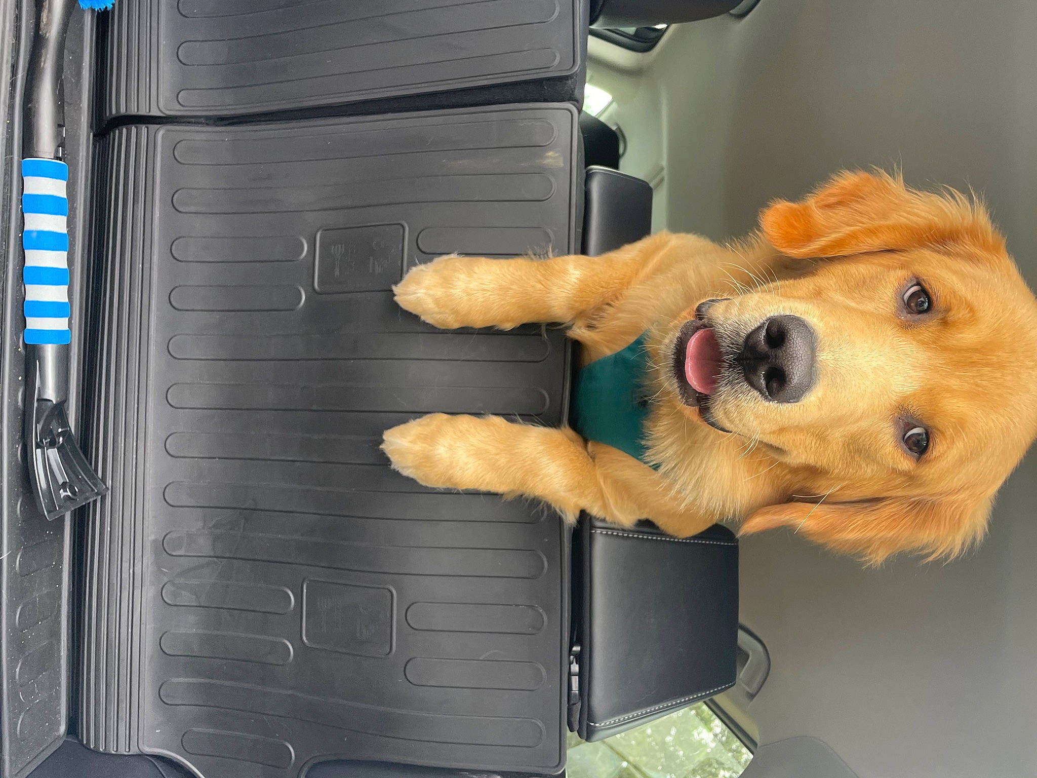 Barley is registered to the contest to win money with this photo: automotive_design, automotive_exterior, canidae, carnivore, companion_dog, dog, dog_breed, dog_supply, fawn, fur, gas, machine, motor_vehicle, paw, stuffed_toy, toy, vehicle_door, whiskers, wood, working_animal
