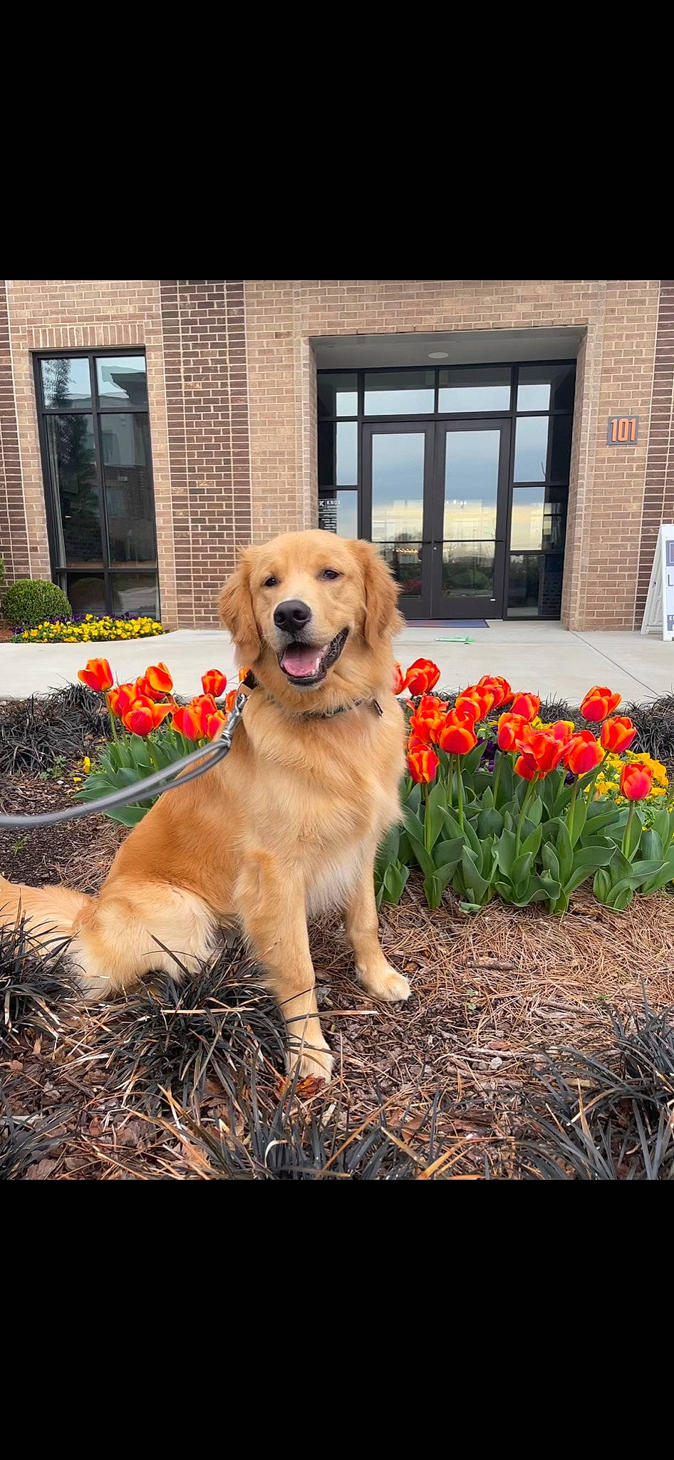 Barley is registered to the contest to win money with this photo: annual_plant, building, carnivore, companion_dog, dog, dog_breed, door, fawn, flower, grass, herbaceous_plant, home, landscape, plant, shrub, siding, soil, sporting_group, tree, window