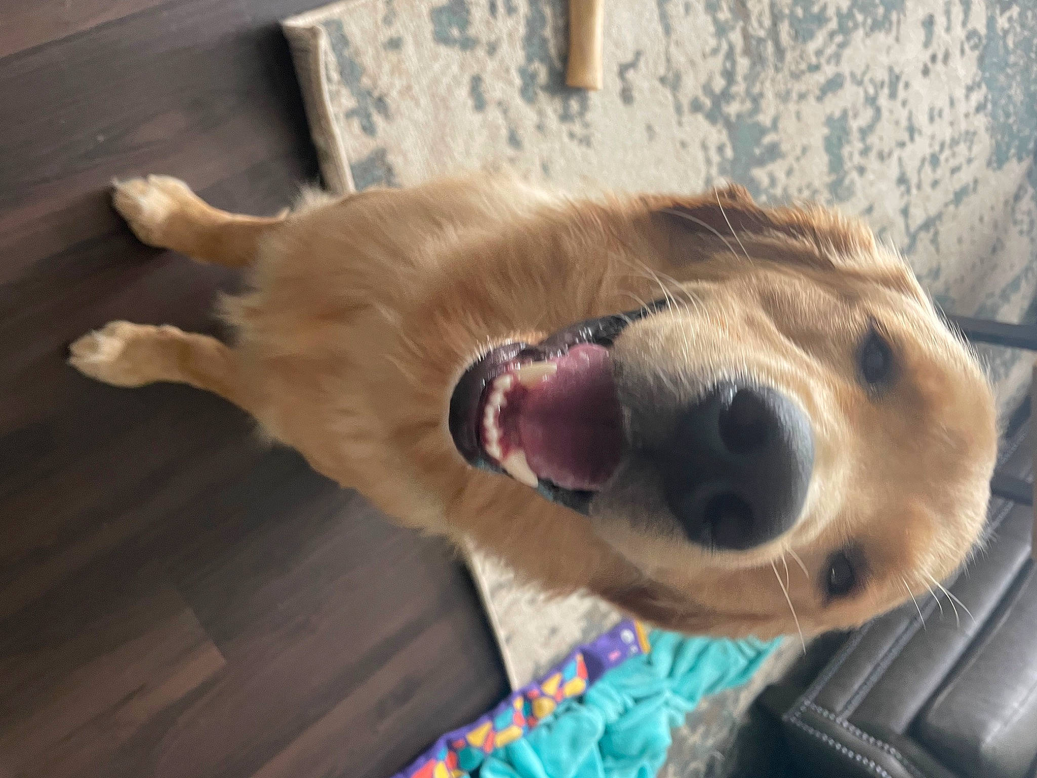 Barley is registered to the contest to win money with this photo: canidae, carnivore, companion_dog, dog, dog_breed, fang, fawn, felidae, fur, gesture, jaw, nap, paw, smile, snout, sporting_group, vertebrate, whiskers, working_animal, yawn