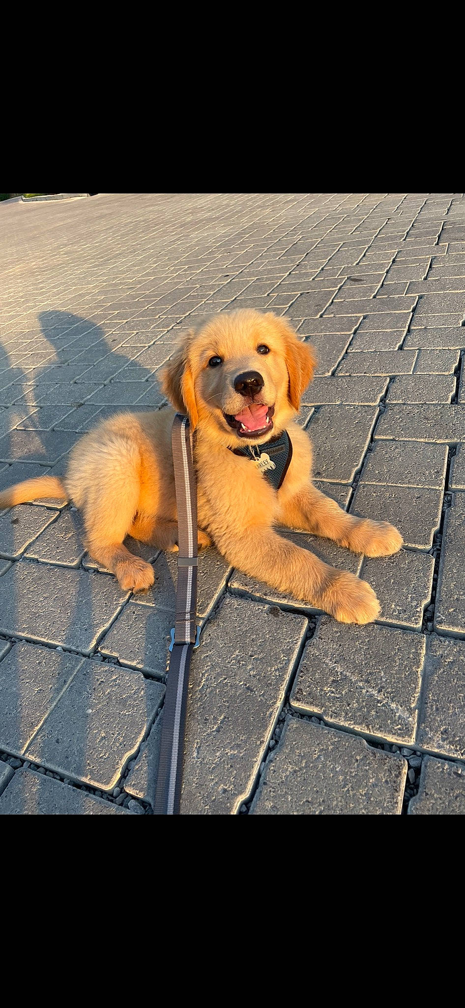 Barley is registered to the contest to win money with this photo: asphalt, ball, carnivore, companion_dog, dog, dog_breed, fawn, floor, flooring, leash, pet_supply, plant, retriever, road_surface, sidewalk, smile, snout, tail, wood, working_animal