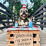 dog, santa_hat, wooden_crate, plaid_cloth, donut, blue_drink, sign, outdoor, pathway, trees, holiday, festive, smiling, pet, canine, table, drink_bottle, cheerful, animal, daytime