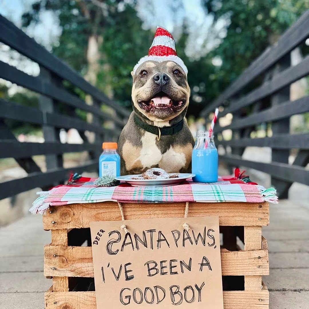 Stitch joined the competition — help win amazing prizes! dog, santa_hat, wooden_crate, plaid_cloth, donut, blue_drink, sign, outdoor, pathway, trees, holiday, festive, smiling, pet, canine, table, drink_bottle, cheerful, animal, daytime