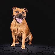 Aika participe au concours pour gagner de l'argent avec cette photo : dog, brown_dog, smiling, tongue_out, sitting, studio_photo, black_background, cracked_floor, pet, canine, happy, animal, mammal, portrait, domestic_animal, short_hair, ears, paw, cute, friendly