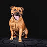 dog, brown_dog, smiling, tongue_out, sitting, studio_photo, black_background, cracked_floor, pet, canine, happy, animal, mammal, portrait, domestic_animal, short_hair, ears, paw, cute, friendly