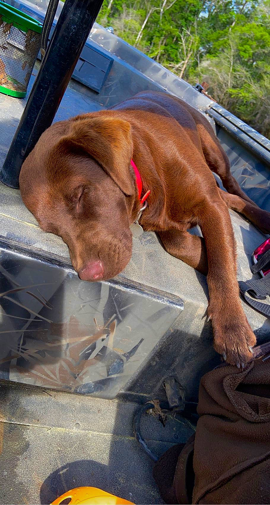 Riley Grayce is registered to the contest to win money with this photo: automotive_exterior, canidae, carnivore, collar, comfort, companion_dog, dog, dog_breed, dog_collar, fawn, gun_dog, hood, liver, motor_vehicle, plant, snout, sporting_group, vehicle_door, windshield, working_animal