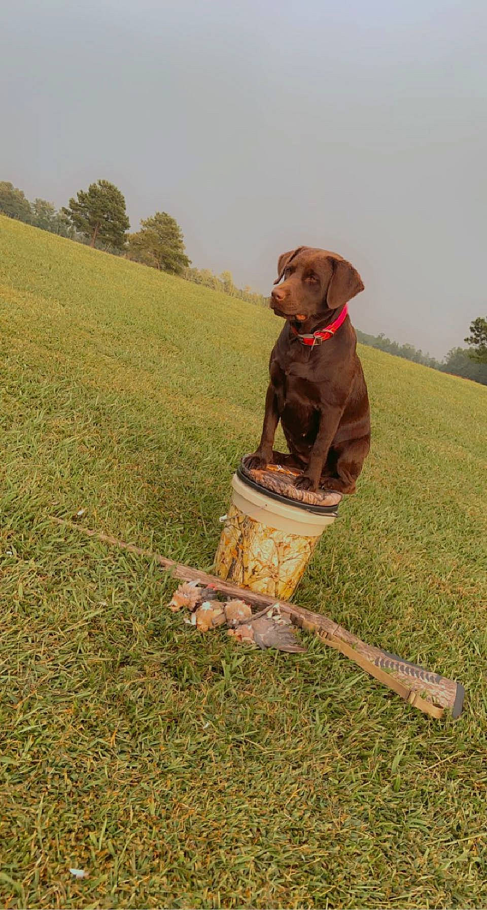 Riley Grayce is registered to the contest to win money with this photo: agriculture, carnivore, companion_dog, dog, dog_breed, fawn, grass, grassland, landscape, leash, liver, pasture, people_in_nature, plant, prairie, sky, soil, sporting_group, tree, working_animal