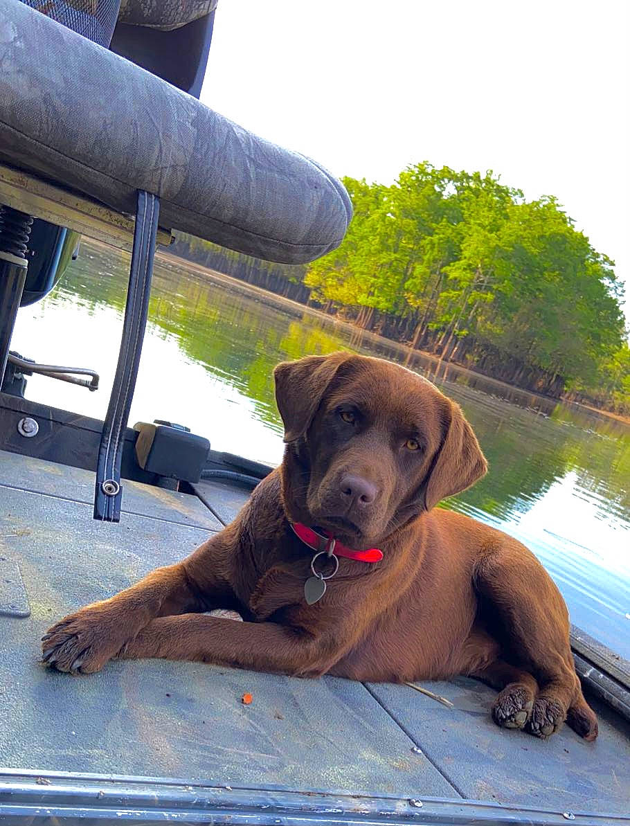 Riley Grayce is registered to the contest to win money with this photo: carnivore, collar, companion_dog, dog, dog_breed, dog_collar, fawn, grass, gun_dog, leisure, liver, plant, shade, sky, snout, sporting_group, tints_and_shades, tree, water, working_animal