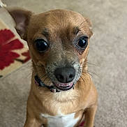 Thelma joined the competition — help win amazing prizes! animal, brown_dog, canine, carpet, close_up, collar, companion, cute, dog, domestic_animal, expression, floor, friend, fur, indoor, looking_up, pet, small_dog, teeth, whiskers