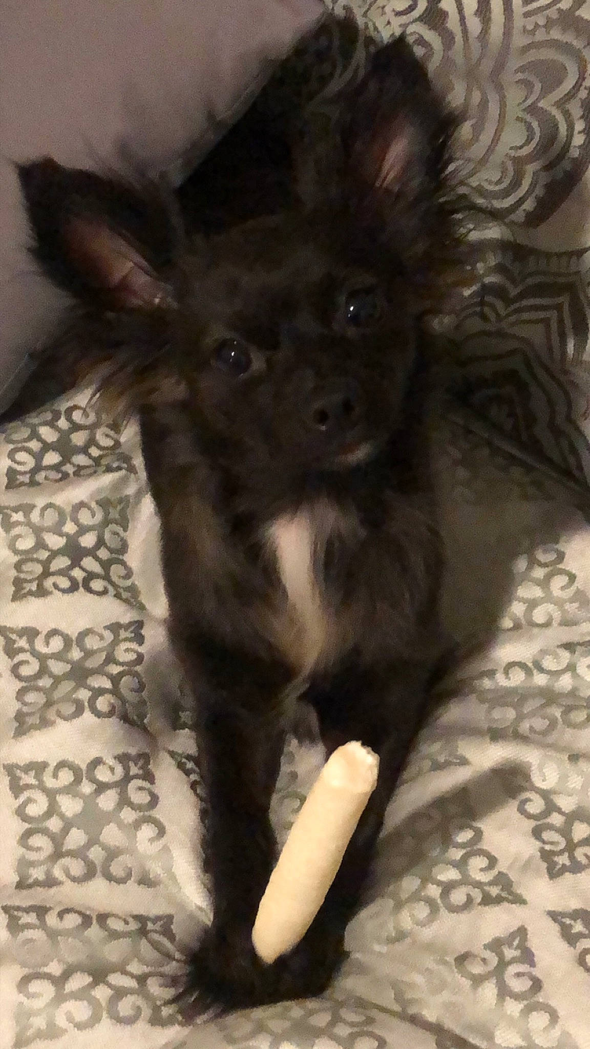 Stinker is registered to the contest to win money with this photo: canidae, carnivore, chihuahua, companion_dog, dog, dog_breed, fawn, mammal, pomeranian, puppy, snout, toy_dog, vertebrate