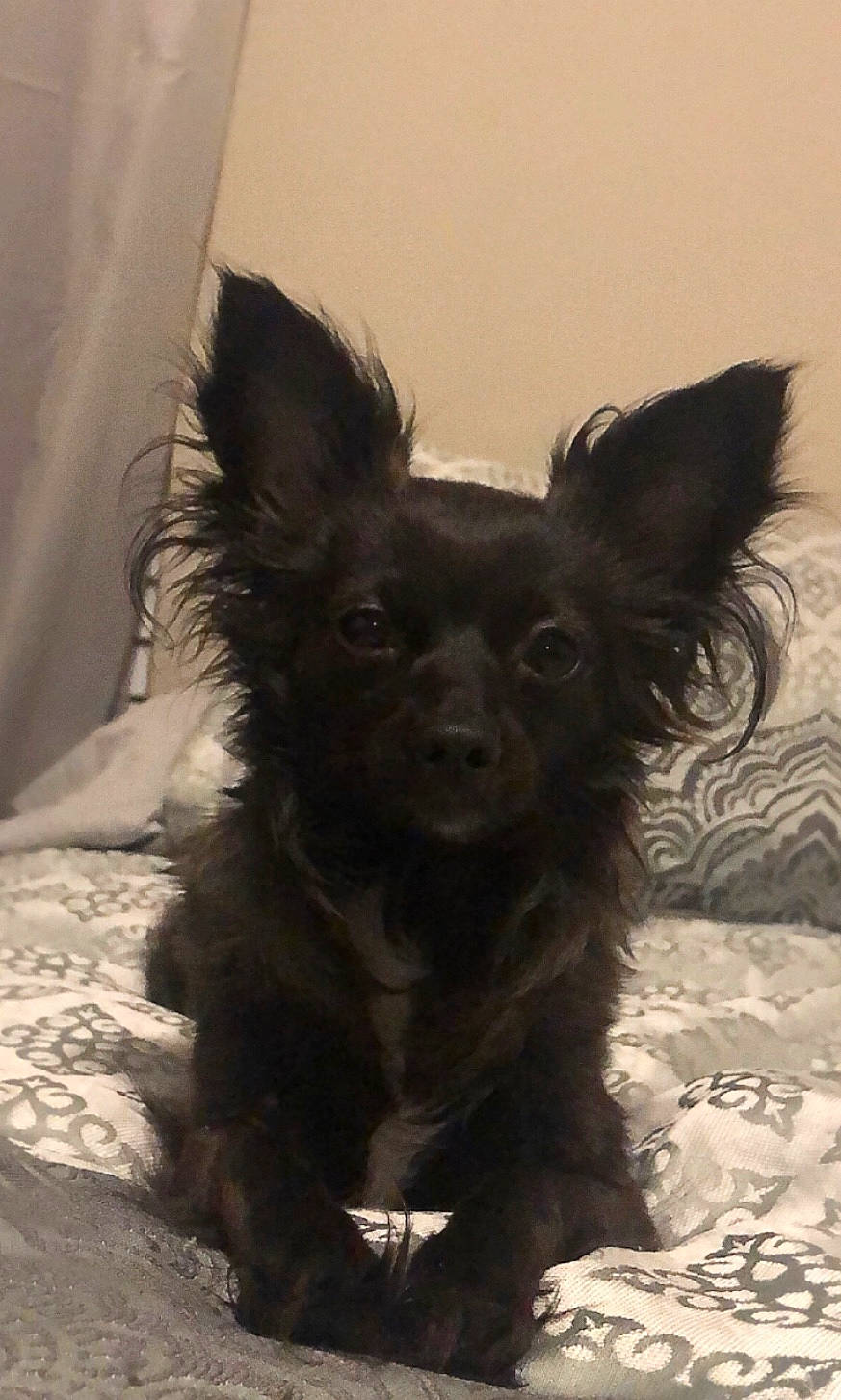 Stinker is registered to the contest to win money with this photo: canidae, carnivore, chihuahua, companion_dog, dog, dog_breed, ear, mammal, puppy, russkiy_toy, snout, vertebrate