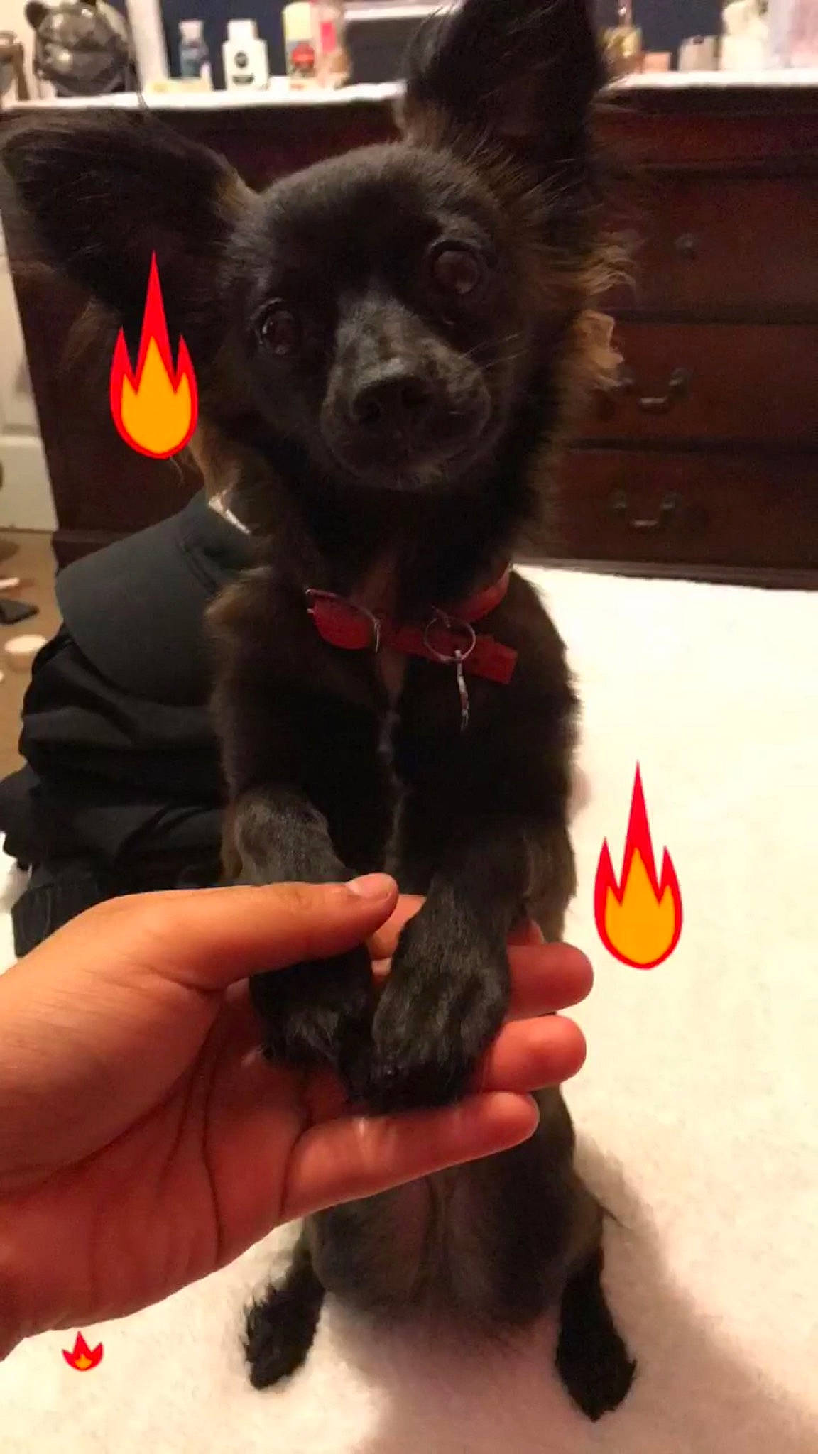 Stinker is registered to the contest to win money with this photo: canidae, carnivore, companion_dog, dog, dog_breed, puppy, schipperke, snout