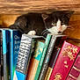 Albie participe au concours pour gagner de l'argent avec cette photo : kitten, cat, bookshelf, books, wood, black_and_white, curious, shelf, indoors, pet, animal, young_cat, reading, literature, cozy, feline, closeup, stacked_books, quiet, resting