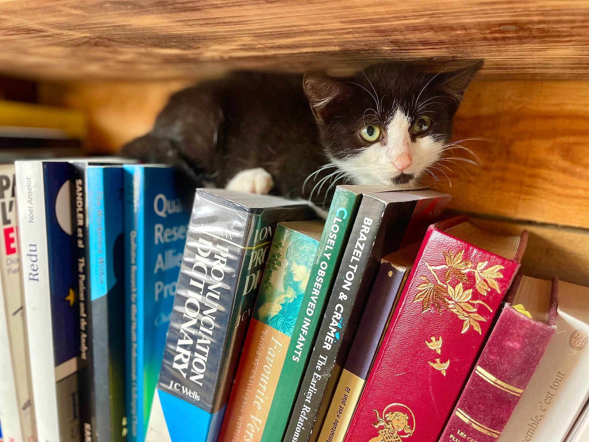 Albie participe au concours pour gagner de l'argent avec cette photo : kitten, cat, bookshelf, books, wood, black_and_white, curious, shelf, indoors, pet, animal, young_cat, reading, literature, cozy, feline, closeup, stacked_books, quiet, resting