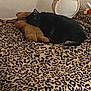 black_cat, sleeping, teddy_bear, leopard_print, blanket, bed, pillow, plush_toy, indoor, cozy, nap, feline, resting, animal, soft, cute, comfort, domestic, relaxation, fur