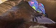 Ozzy is registered to the contest to win money with this photo: cat, black_cat, pajama_pants, couch, indoor, relaxing, furniture, pet, animal, fur, cozy, lap, resting, home, comfort, fabric, colorful, soft, casual, person