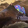 cat, black_cat, pajama_pants, couch, indoor, relaxing, furniture, pet, animal, fur, cozy, lap, resting, home, comfort, fabric, colorful, soft, casual, person