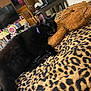 black_cat, sleeping_cat, stuffed_animal, leopard_print, blanket, bedroom, purple_collar, cat_paws, wooden_chair, television, table, door, clothing, decorations, indoor, furniture, relaxing, pet, cozy, resting