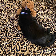 Ozzy joined the competition — help win amazing prizes! cat, black_cat, teddy_bear, stuffed_animal, blanket, leopard_print, bed, sleeping, cozy, indoor, pet, animal, fur, collar, toy, resting, cute, soft, comfort, nap