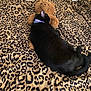 cat, black_cat, teddy_bear, stuffed_animal, blanket, leopard_print, bed, sleeping, cozy, indoor, pet, animal, fur, collar, toy, resting, cute, soft, comfort, nap