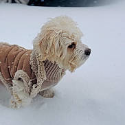 Cannon joined the competition — help win amazing prizes! dog, snow, winter, coat, animal, pet, outdoor, cold, fur, small_dog, brown_coat, snowfall, vehicle, tire, side_view, walking, cute, fluffy, winter_clothing, daytime