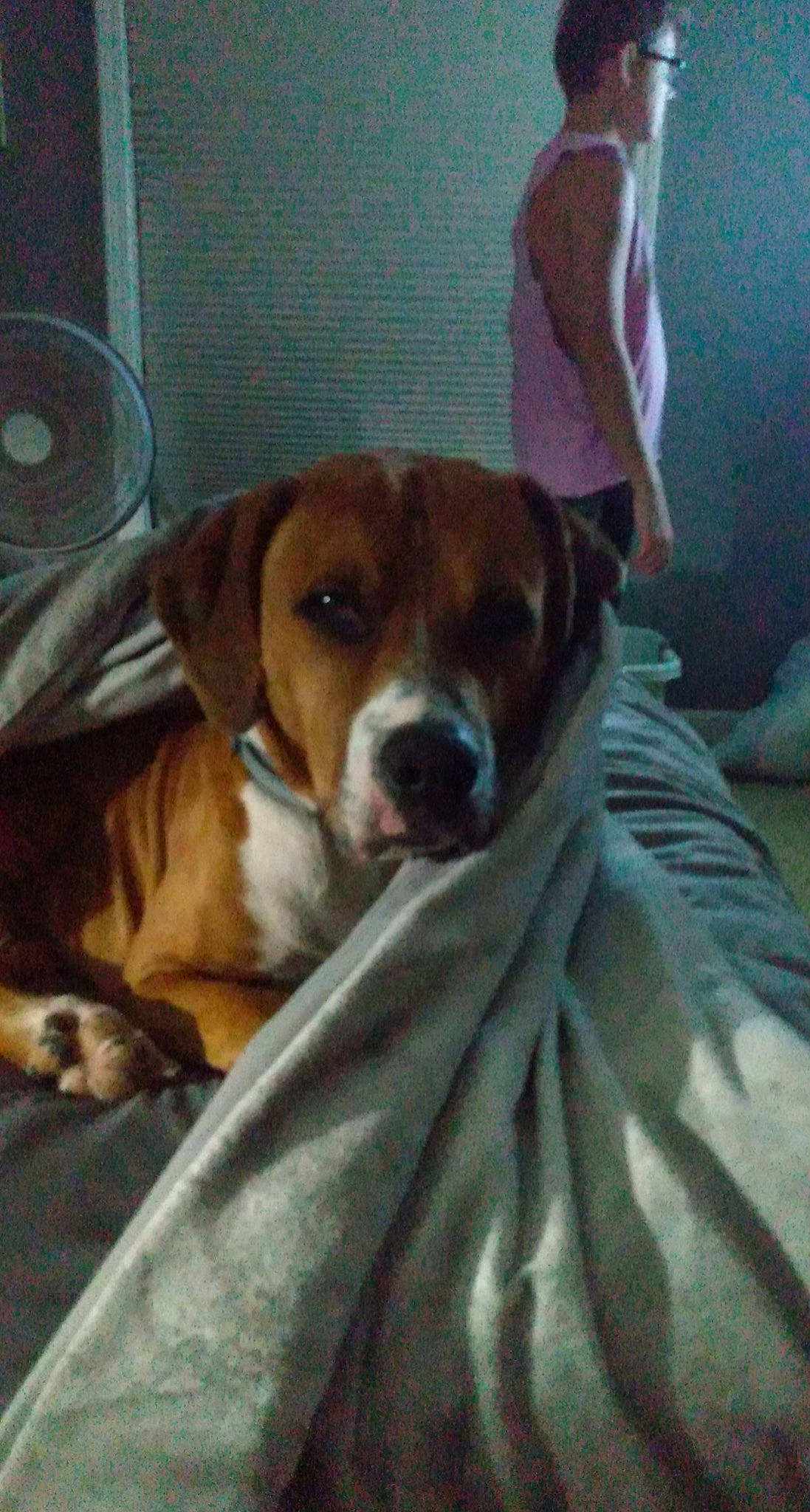 Copper joined the competition — help win amazing prizes! bored, boxer, canidae, carnivore, chair, comfort, companion_dog, dog, dog_breed, fawn, flooring, hardwood, non_sporting_group, puppy, sporting_group, whiskers, working_animal, working_dog