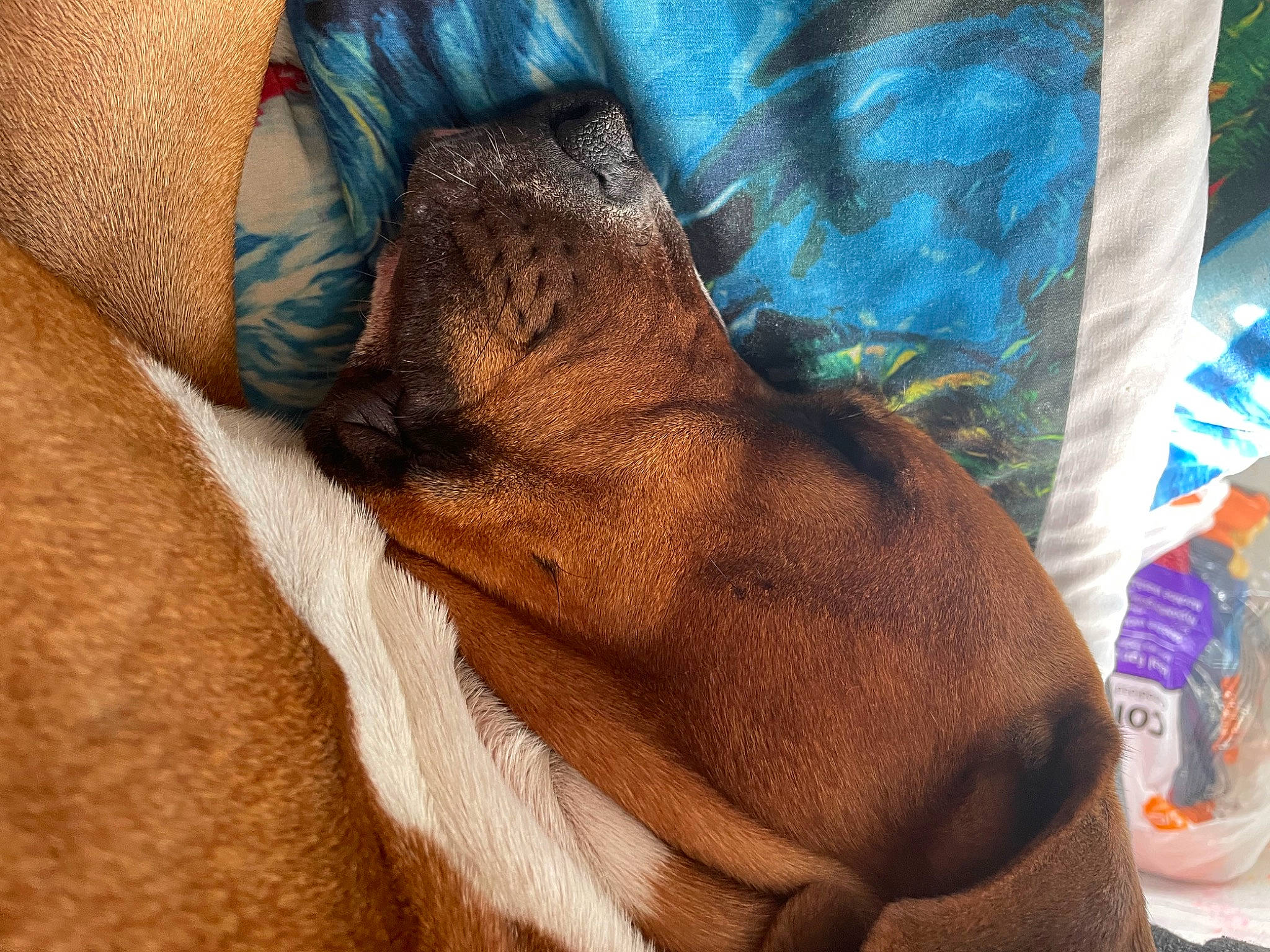 Copper joined the competition — help win amazing prizes! carnivore, chest, comfort, companion_dog, dog, dog_breed, elbow, felidae, foot, fur, gesture, human_leg, linens, liver, nail, sporting_group, thigh, whiskers, wrinkle, wrist