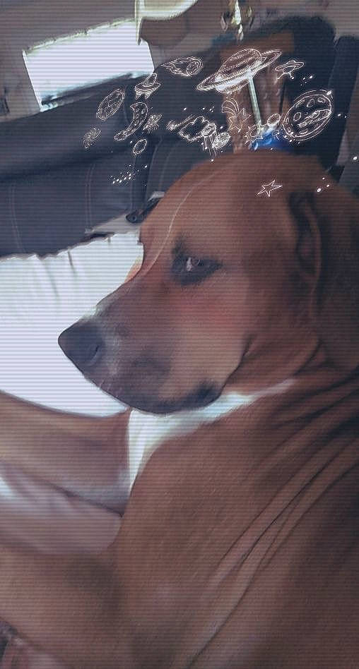 Copper is registered to the contest to win money with this photo: canidae, carnivore, chest, comfort, companion_dog, dog, dog_breed, elbow, fawn, fur, guard_dog, linens, non_sporting_group, sleeve, snout, sporting_group, t_shirt, whiskers, working_animal