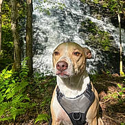 Luke Skywhisker is registered to the contest to win money with this photo: dog, harness, waterfall, forest, trees, greenery, sunlight, nature, outdoor, animal, canine, mammal, sitting, leaf, wood, bark, plant, daylight, scenery, background