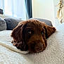 André a rejoint le concours — aidez-le/la à gagner de superbes lots ! puppy, dog, brown, close_up, resting, sleepy, blanket, indoor, cozy, soft_light, window, fur, paw, cute, pet, animal, relaxing, home, comfort, portrait