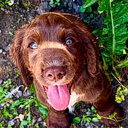 André a rejoint le concours — aidez-le/la à gagner de superbes lots ! puppy, dog, brown, blue_eyes, tongue_out, happy, cute, pet, animal, outdoor, nature, greenery, leaves, soil, closeup, young, fur, friendly, playful, adorable
