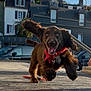 André participe au concours pour gagner de l'argent avec cette photo : dog, brown_dog, running, leaping, happy, outdoor, daylight, bandana, ears_flapping, wooden_dock, buildings, car, sky, tongue_out, pet, playful, animal, canine, front_view, motion