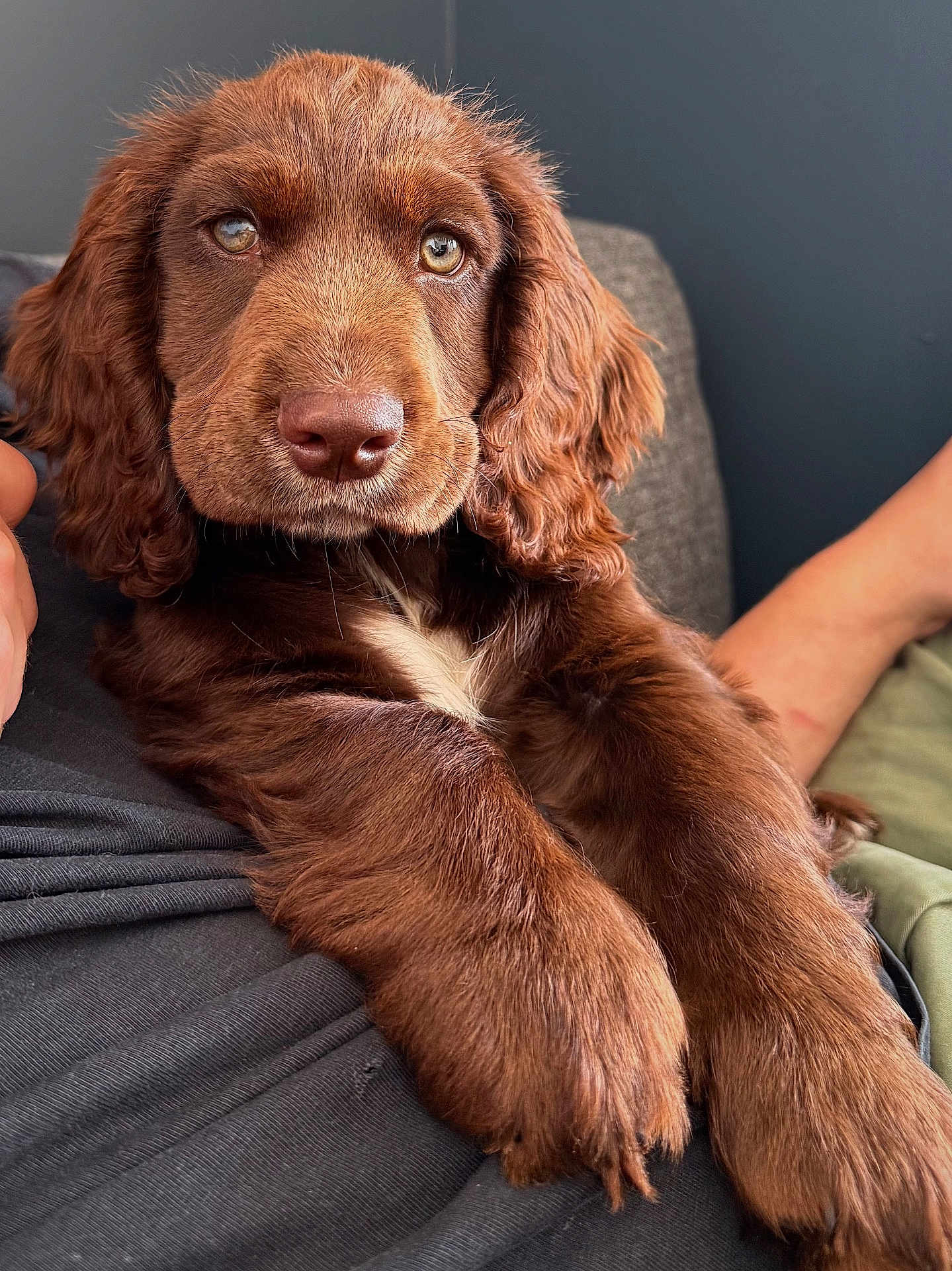 André participe au concours pour gagner de l'argent avec cette photo : puppy, dog, brown_fur, cute, pet, animal, indoor, closeup, fluffy, relaxed, person, lap, sitting, portrait, friendly, mammal, domestic_animal, companion, young, cute_face