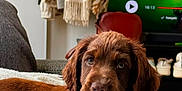 André participe au concours pour gagner de l'argent avec cette photo : puppy, dog, brown_dog, pet, indoor, blanket, couch, cozy, living_room, furniture, fur, ears, eyes, face, canine, domestic_animal, resting, cute, young_dog, companion