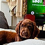 puppy, dog, brown_dog, pet, indoor, blanket, couch, cozy, living_room, furniture, fur, ears, eyes, face, canine, domestic_animal, resting, cute, young_dog, companion