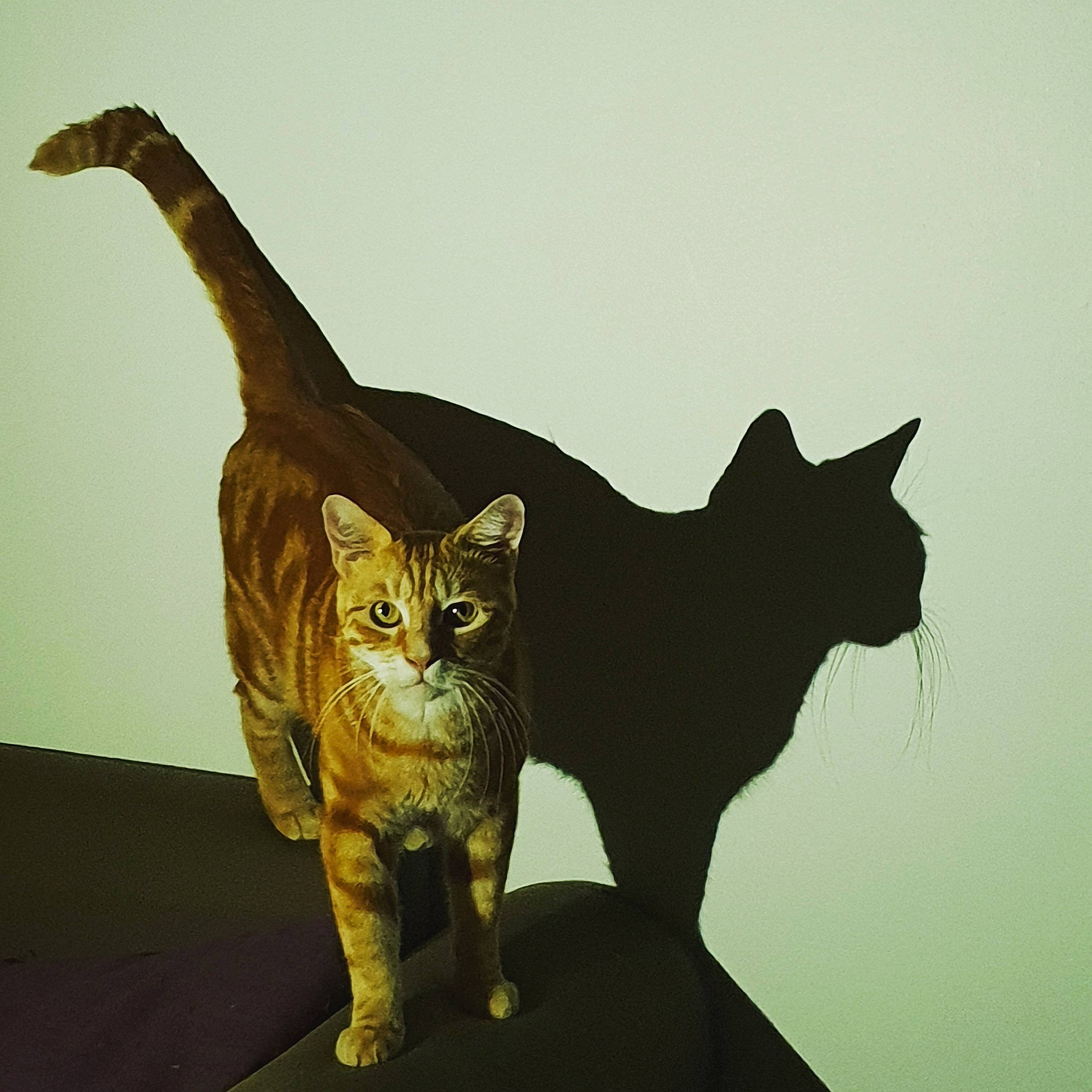 Petit Pipit participe au concours pour gagner de l'argent avec cette photo : american_wirehair, asian, black_cat, carnivore, cat, domestic_short_haired_cat, european_shorthair, felidae, german_rex, kitten, ocicat, small_to_medium_sized_cats, sokoke, tabby_cat, tail, whiskers