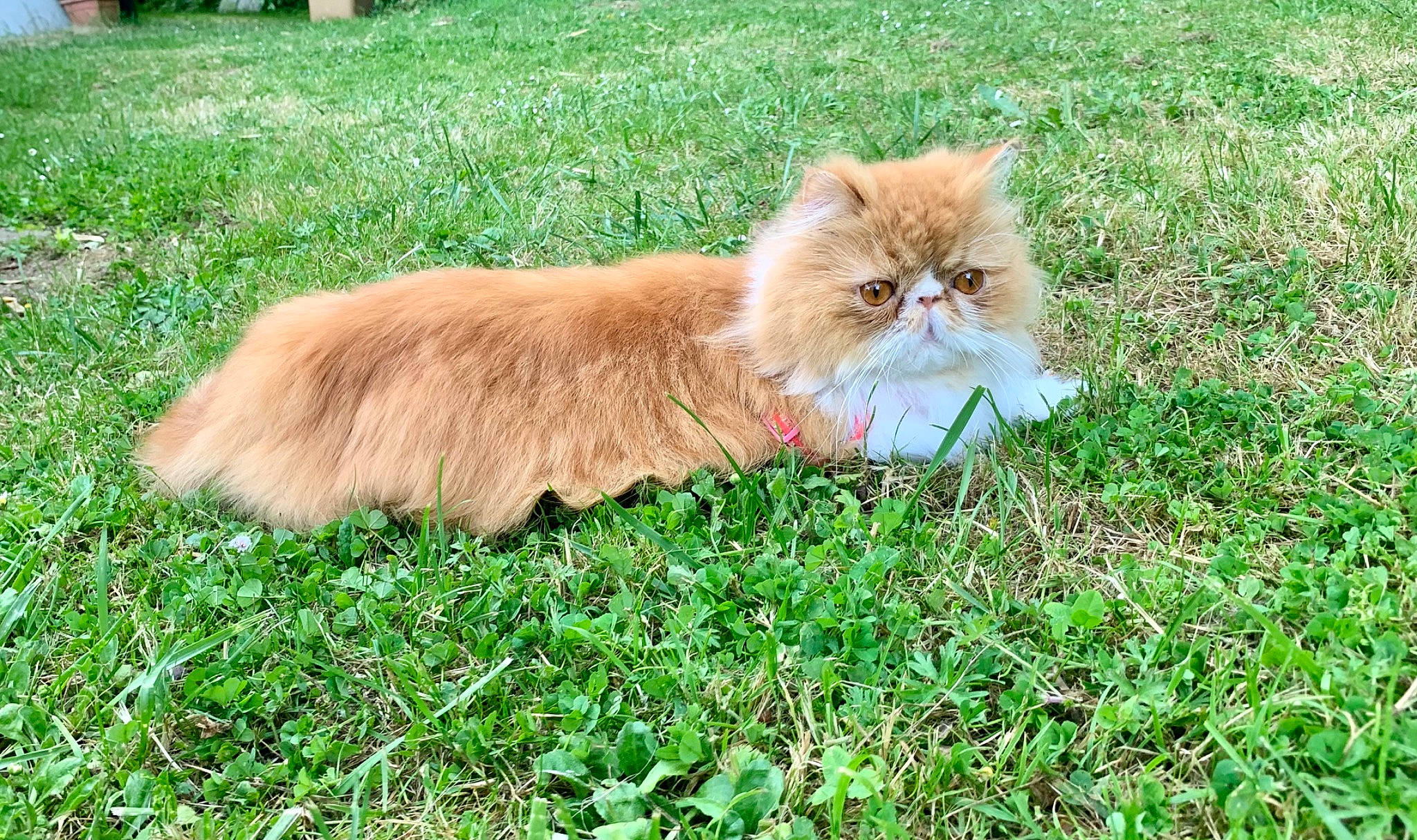 Roxane a rejoint le concours — aidez-le/la à gagner de superbes lots ! carnivore, cat, companion_dog, fawn, felidae, fur, grass, grassland, groundcover, natural_landscape, pasture, plant, small_to_medium_sized_cats, snout, tail, terrestrial_animal, whiskers, wildlife, wood