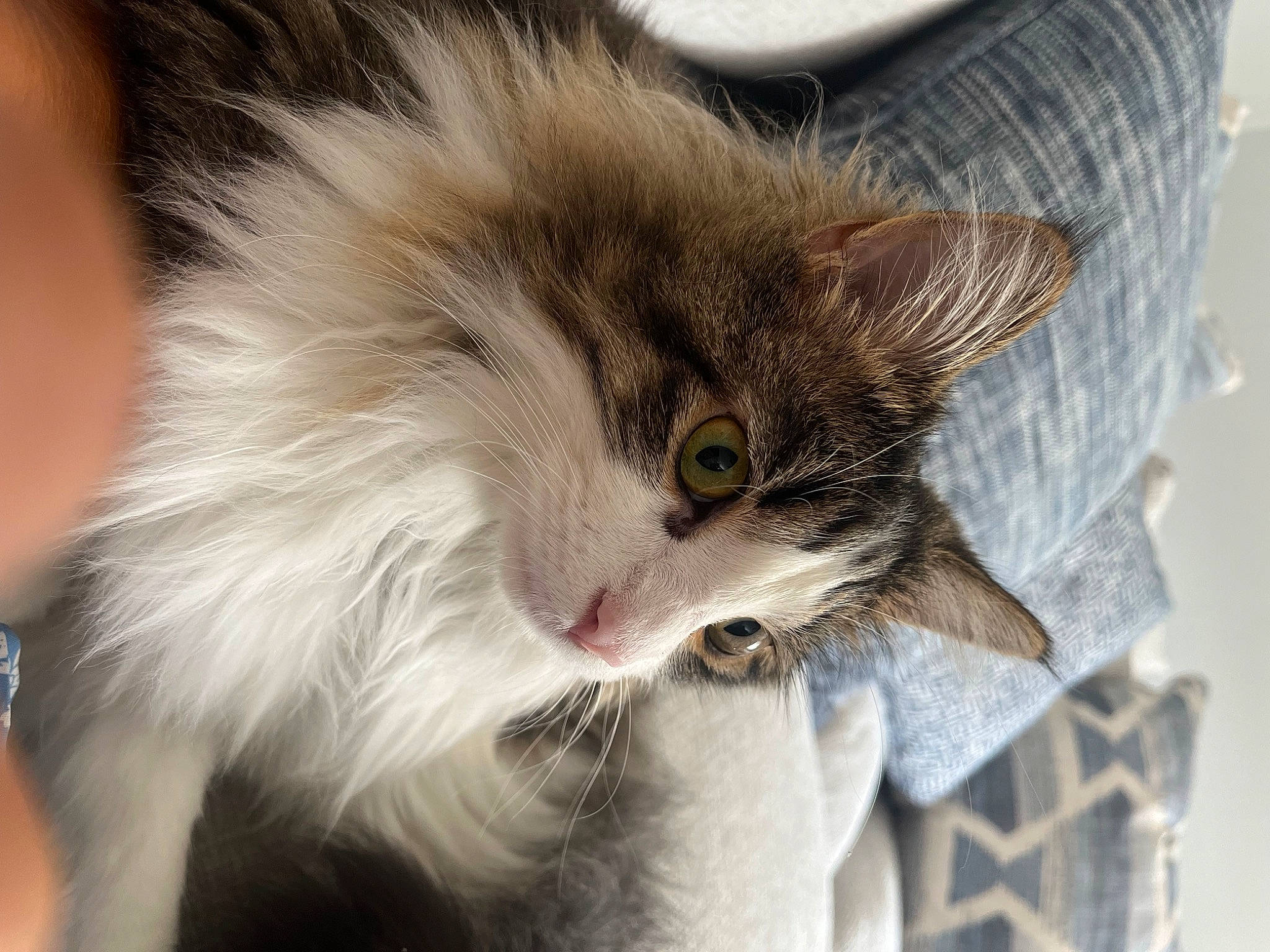 Fish is registered to the contest to win money with this photo: carnivore, cat, claw, domestic_short_haired_cat, ear, felidae, fur, paw, plant, small_to_medium_sized_cats, tail, terrestrial_animal, watch, whiskers