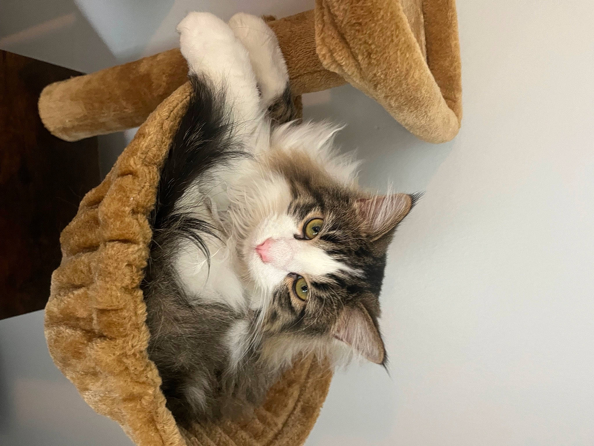 Fish is registered to the contest to win money with this photo: carnivore, cat, cat_bed, cat_furniture, cat_supply, claw, comfort, domestic_short_haired_cat, fawn, felidae, fur, hardwood, linens, paw, small_to_medium_sized_cats, snout, tail, whiskers, wood, wool