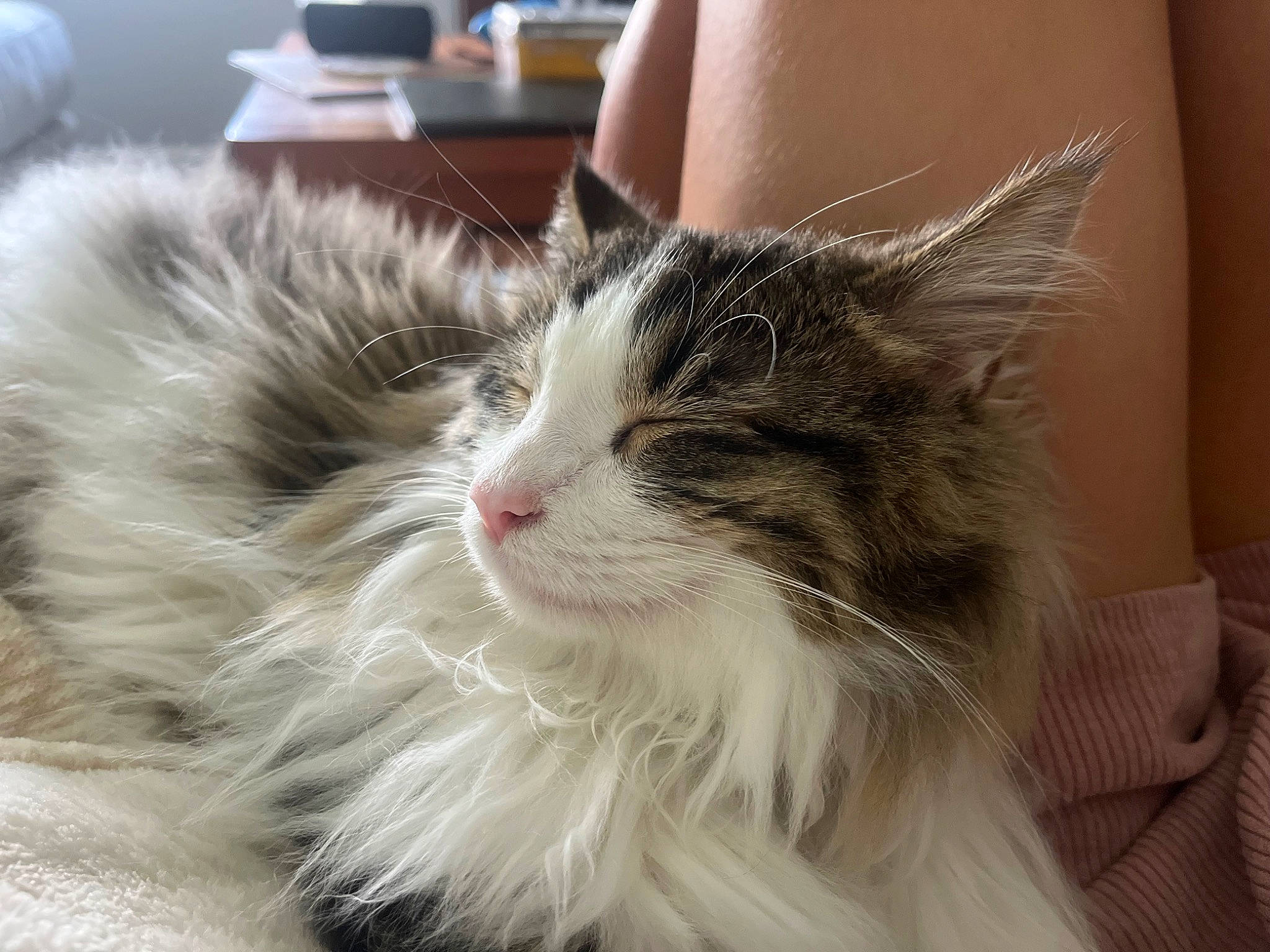 Fish joined the competition — help win amazing prizes! carnivore, cat, felidae, fur, maine_coon, small_to_medium_sized_cats, snout, terrestrial_animal, whiskers