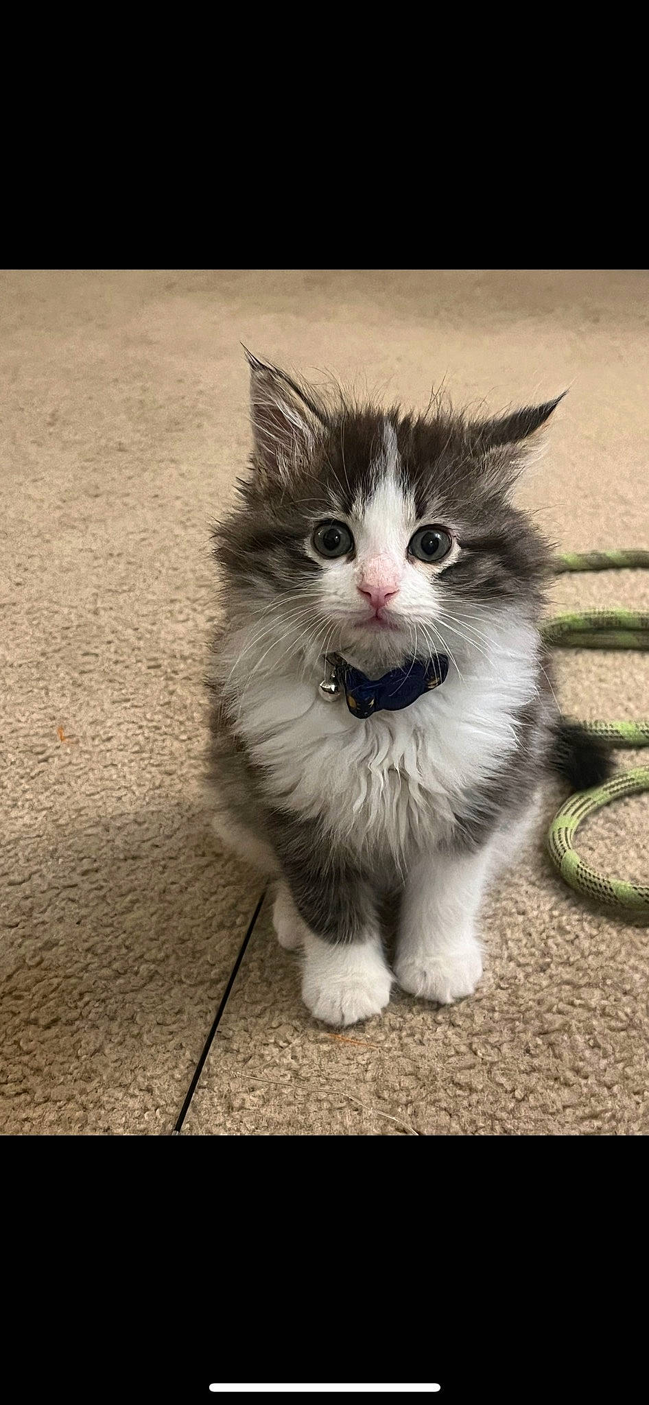 Fish joined the competition — help win amazing prizes! art, asphalt, carnivore, cat, claw, domestic_short_haired_cat, eye, felidae, flooring, fur, grey, monochrome_photography, paw, road_surface, sitting, small_to_medium_sized_cats, tail, terrestrial_animal, whiskers, window