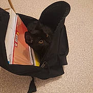 Blaki participe au concours pour gagner de l'argent avec cette photo : cat, black_cat, backpack, books, papers, carpet, indoor, curious, pet, animal, feline, eyes, black_fur, floor, zipper, bag, study_materials, container, closeup, domestic