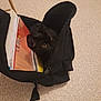 cat, black_cat, backpack, books, papers, carpet, indoor, curious, pet, animal, feline, eyes, black_fur, floor, zipper, bag, study_materials, container, closeup, domestic