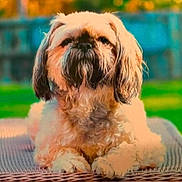 Breesy is registered to the contest to win money with this photo: animal, canine, cute, daytime, dog, fence, fluffy, fur, garden, greenery, nature, outdoor, peaceful, pet, portrait, relaxed, sitting, summer, sunlight, wicker